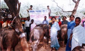Distributing she - buffaloes to beneficiaries